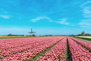 Estesi campi di tulipani rosa in una giornata di sole nella regione del Noord-Holland