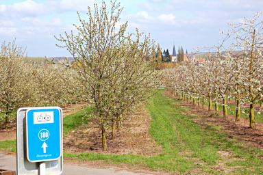 Cartello azzurro che indica il percorso nei i frutteti in fiore di Haspengouw