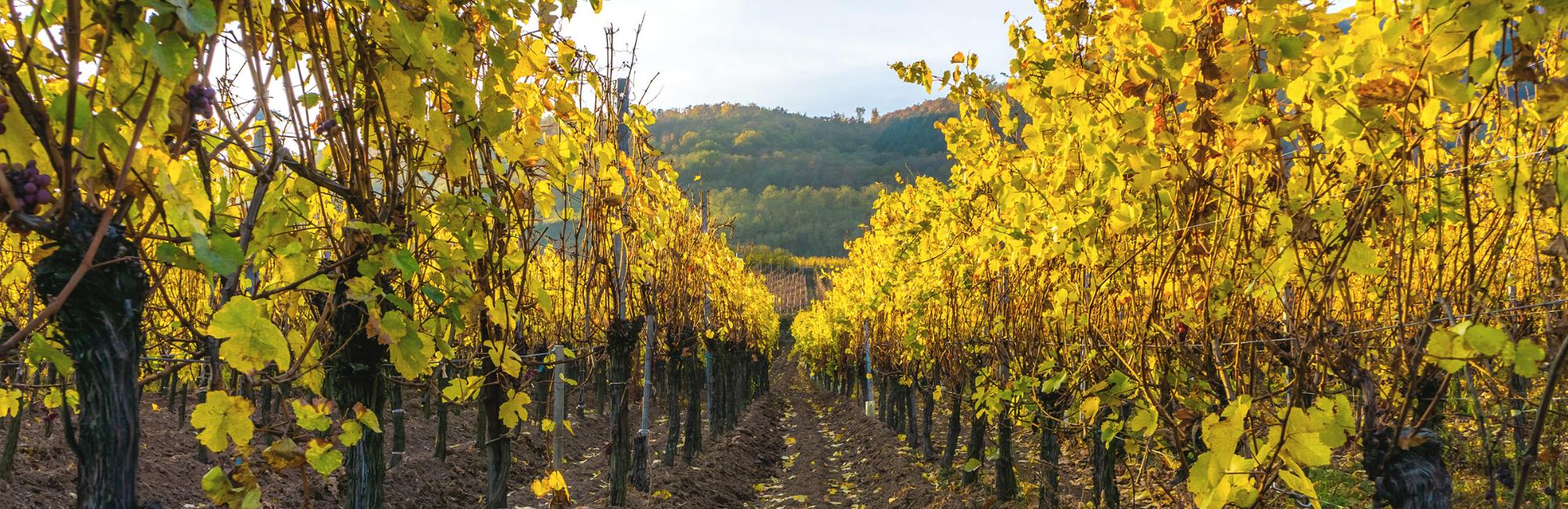 La strada del vino tra la città di Strasburgo e Colmar, campi di vigne in un tramonto di autunno